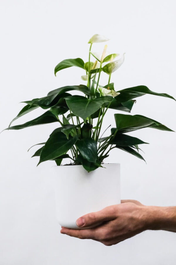 Ficus Decora Cabernet - Image 2