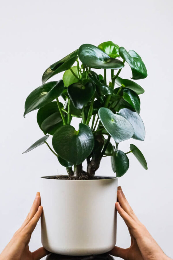 Calathea Rufibarba - Image 2